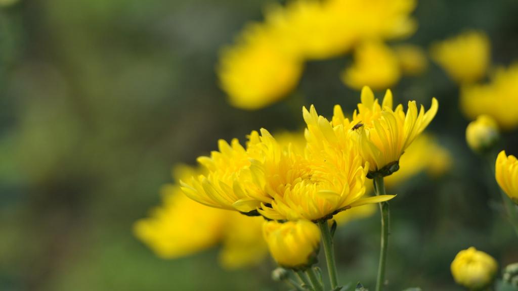 花园里盛开的鲜花