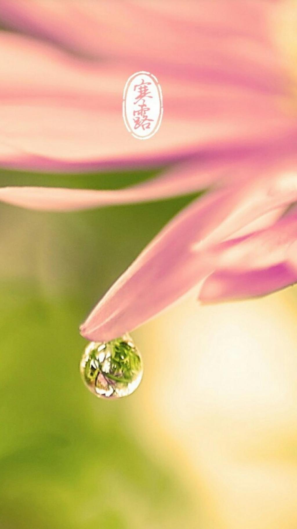 小清新唯美背景寒露节气