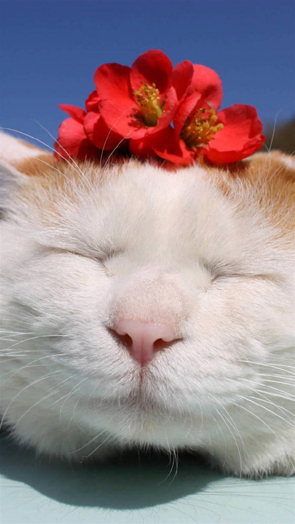 萌萌喵星人头顶花朵