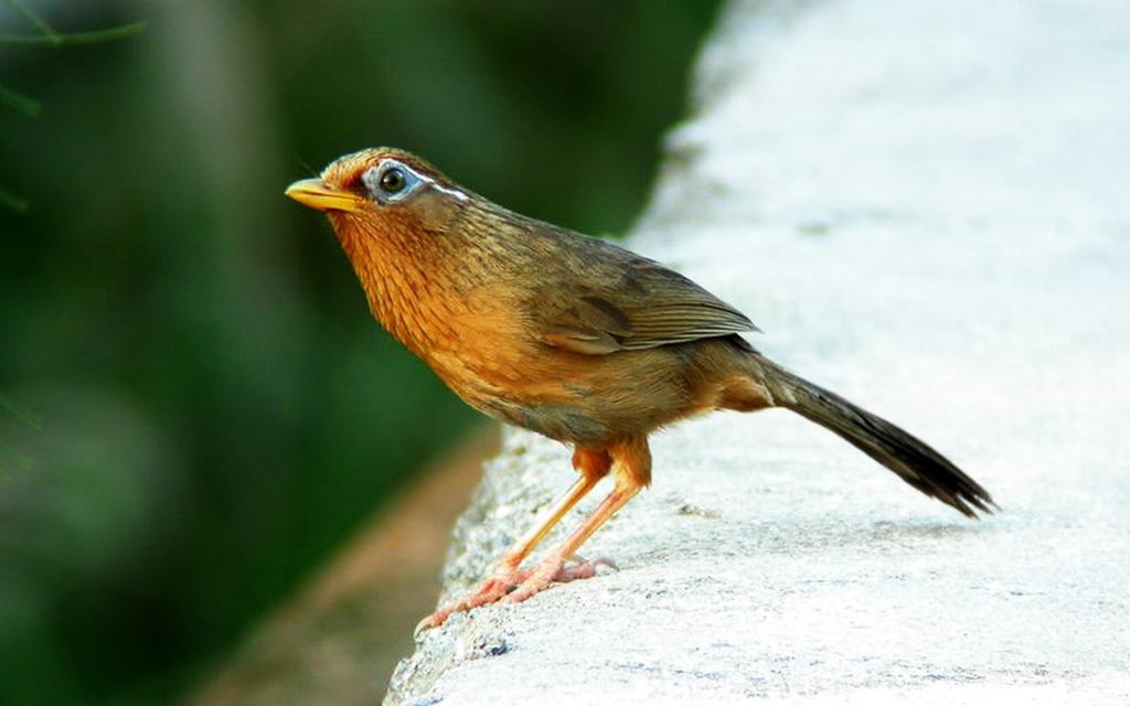 美丽画眉鸟图片