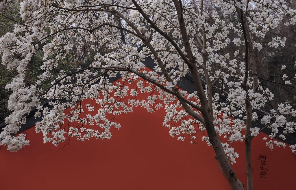 古清凉寺,玉兰花