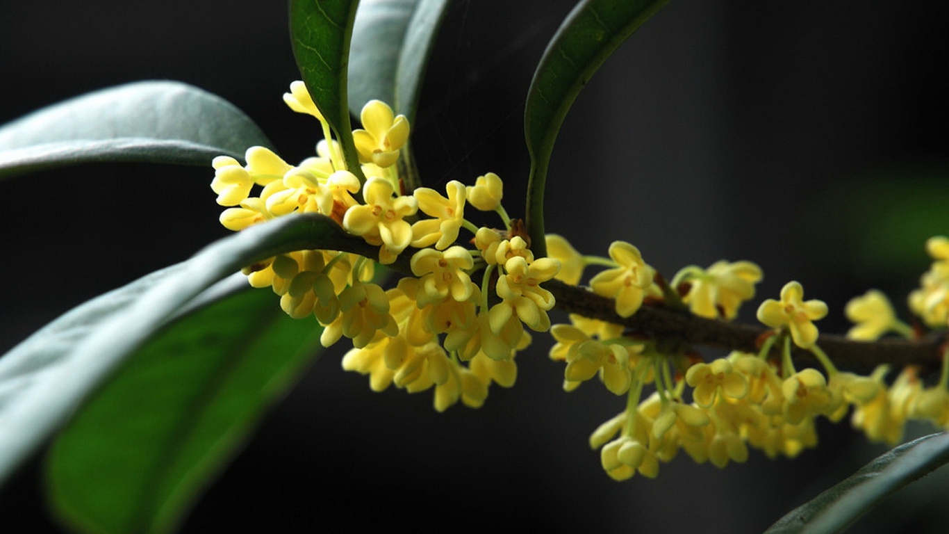 八月桂花香,高清图片,电脑桌面-壁纸族