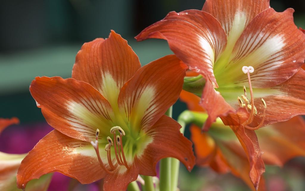 超大美丽鲜花特写