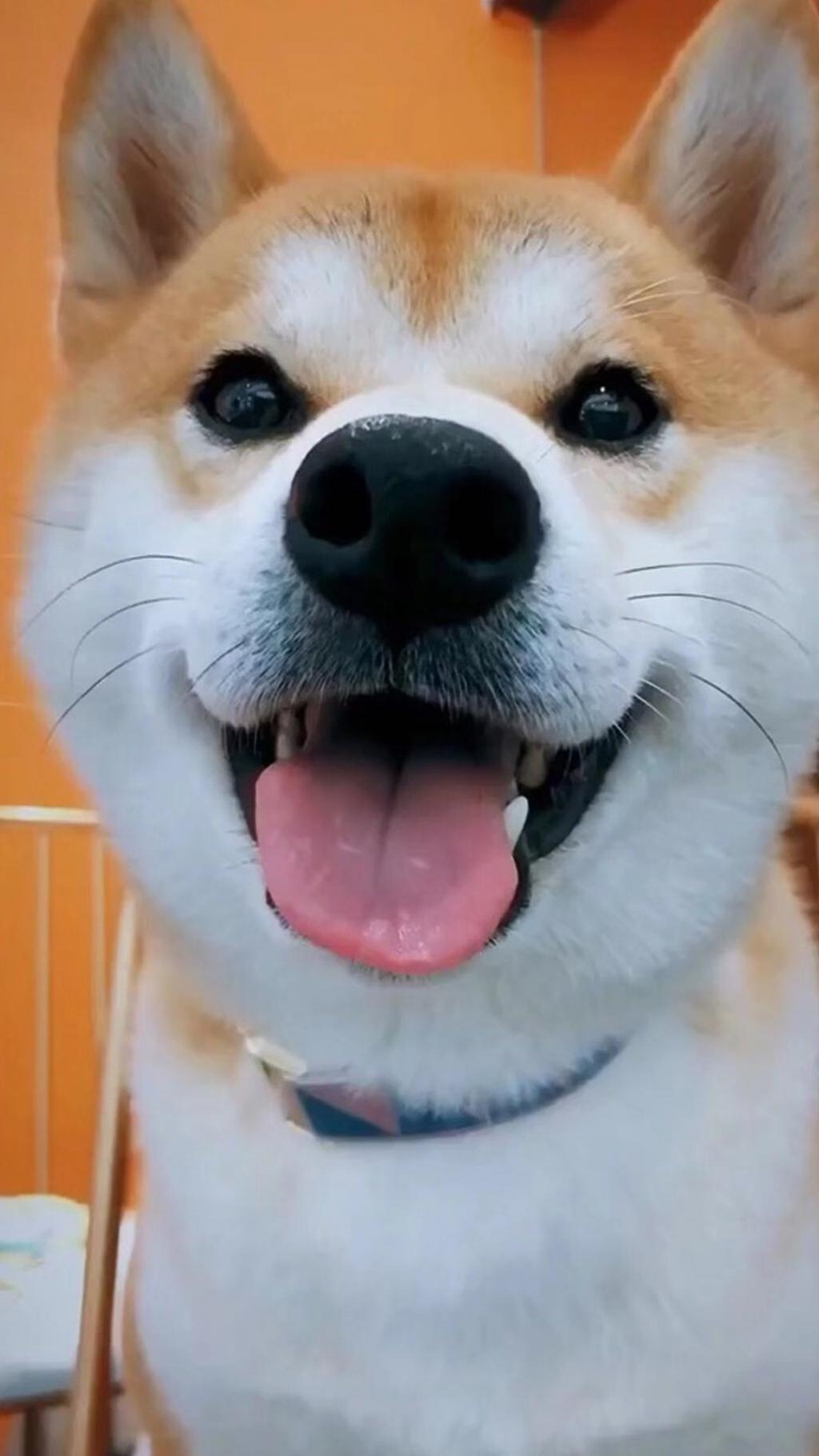 呆萌的威尔士柯基