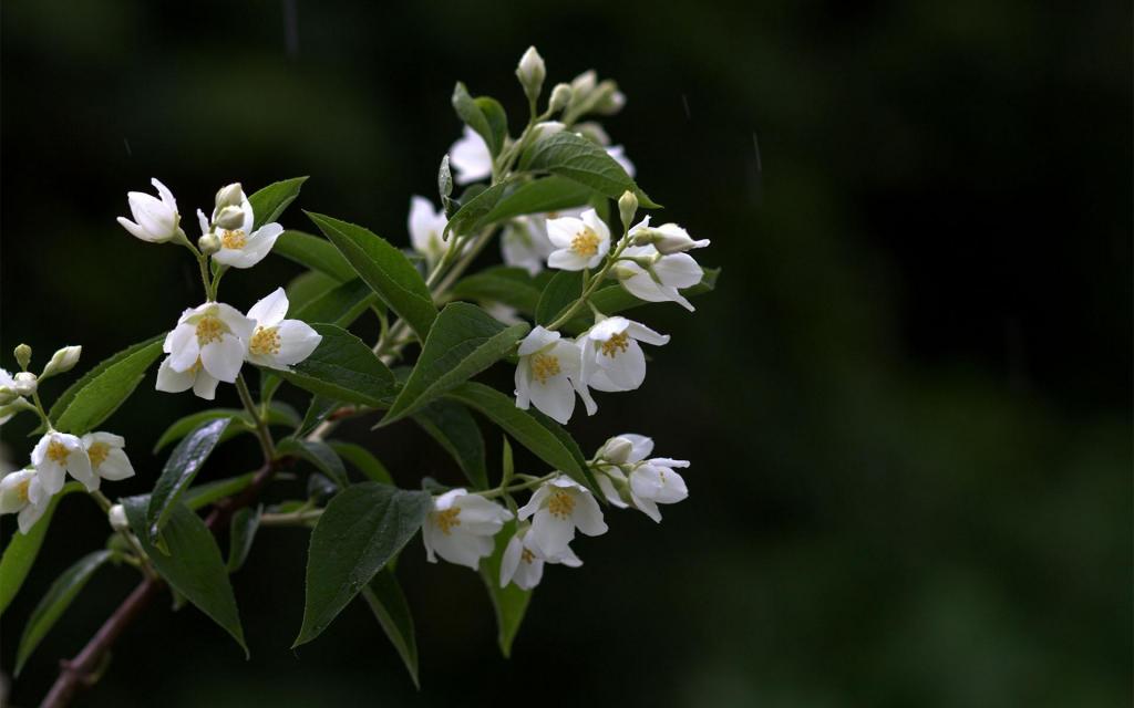 唯美清新洁白的茉莉花