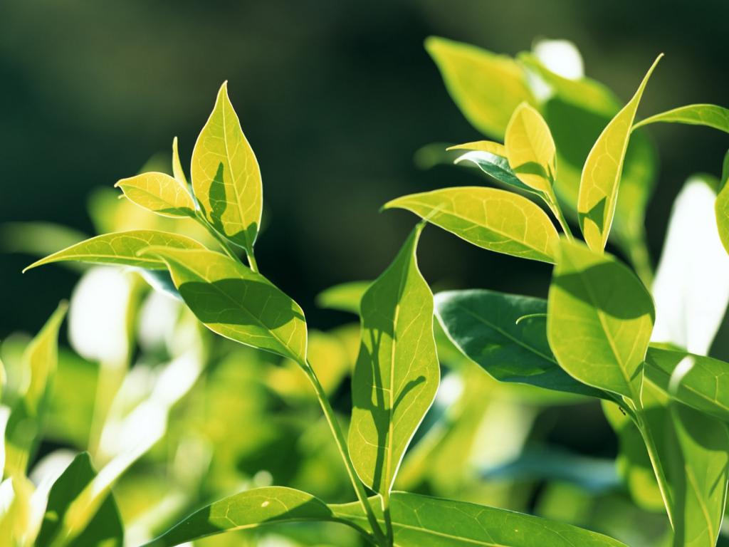 青翠欲滴的绿叶