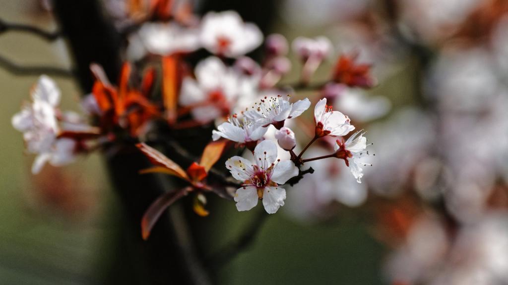 紫叶李(红叶李)