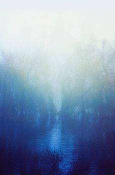 寂静岭式迷雾森林风景