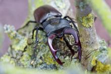 力大惊人的犀牛甲虫