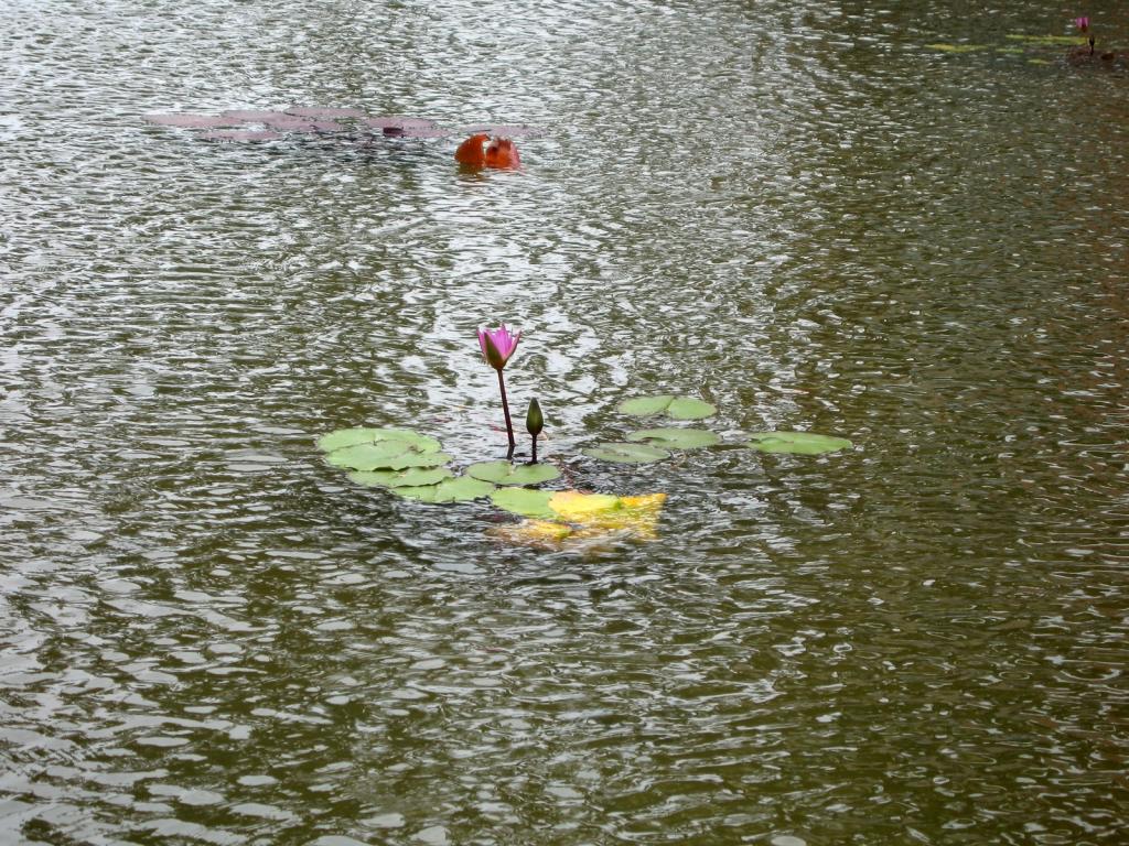 博鳌风光椰子树