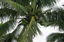 博鳌风光椰子树