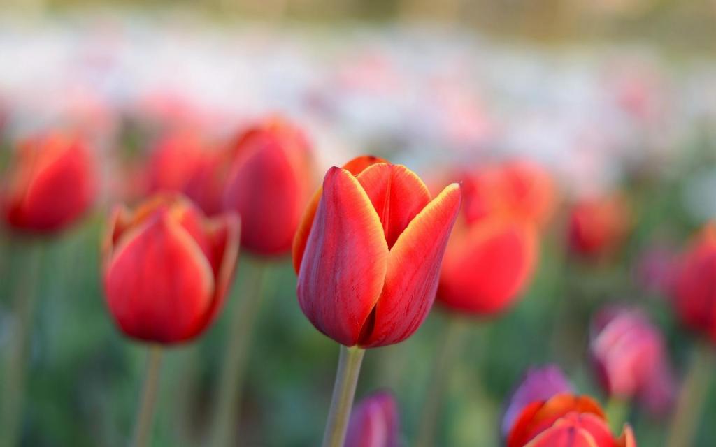 小清新唯美郁金香花语