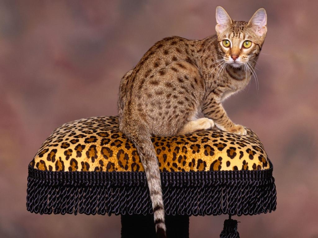 圣诞夜猫咪写真