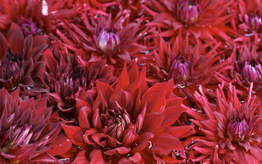超大艳丽鲜花特写