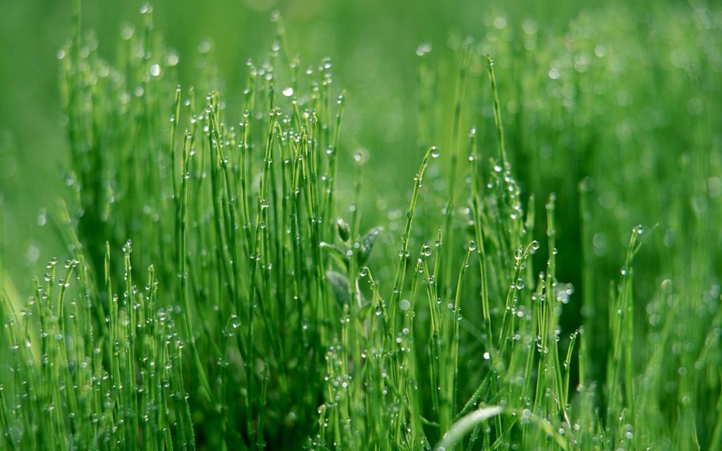 绿色植物之露珠水滴