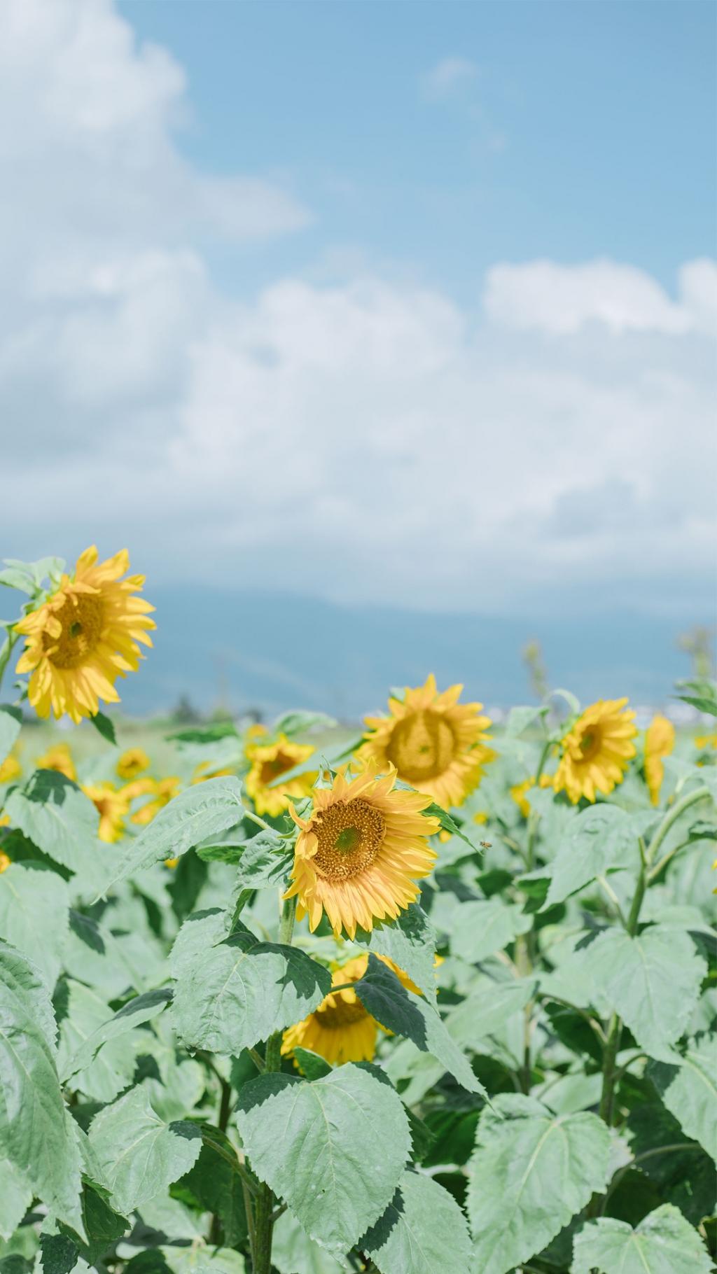 开在记忆深处的向日葵