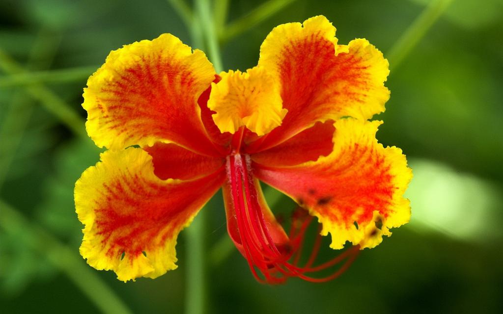 浓艳纷繁的花朵