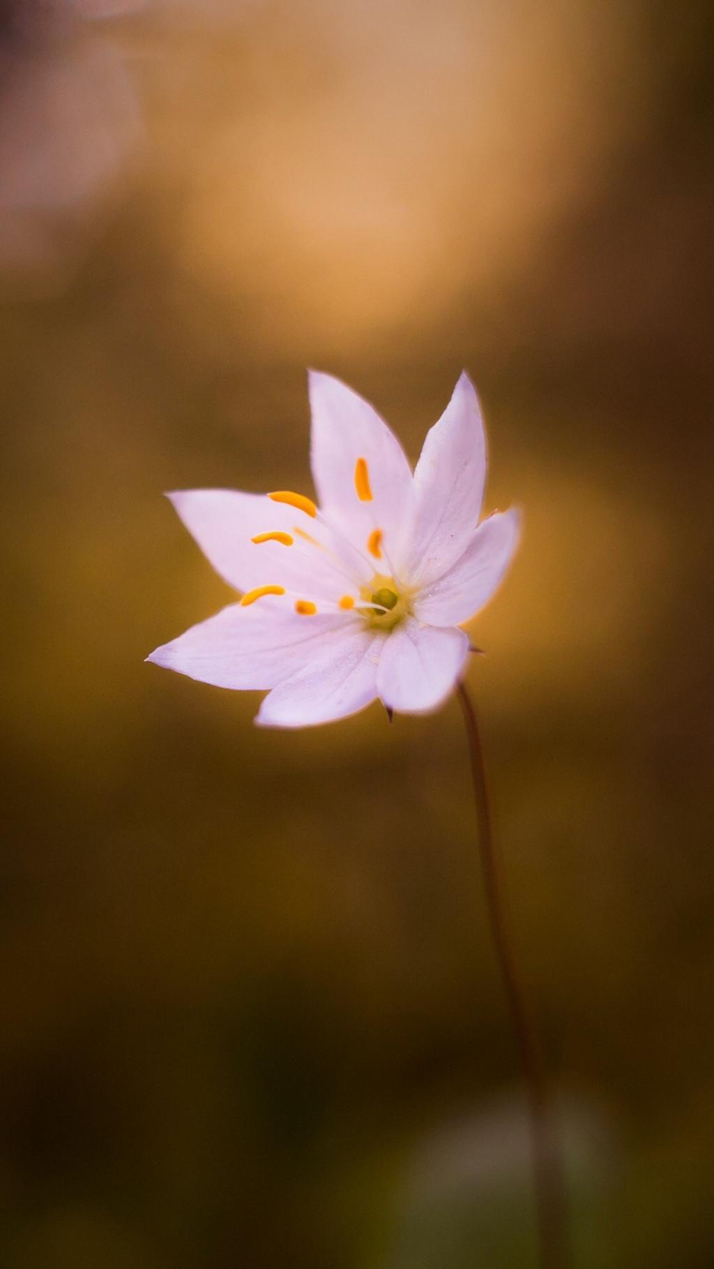 唯美花朵植物摄影