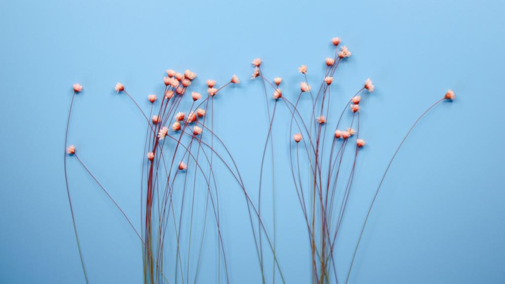 温馨的干花背景