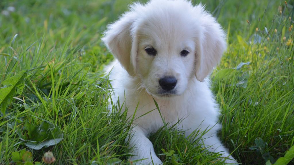 不一样的白色金毛