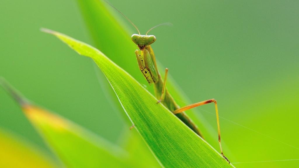 唯美的螳螂
