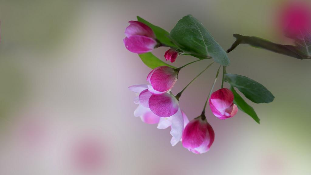 5k红艳艳的海棠花