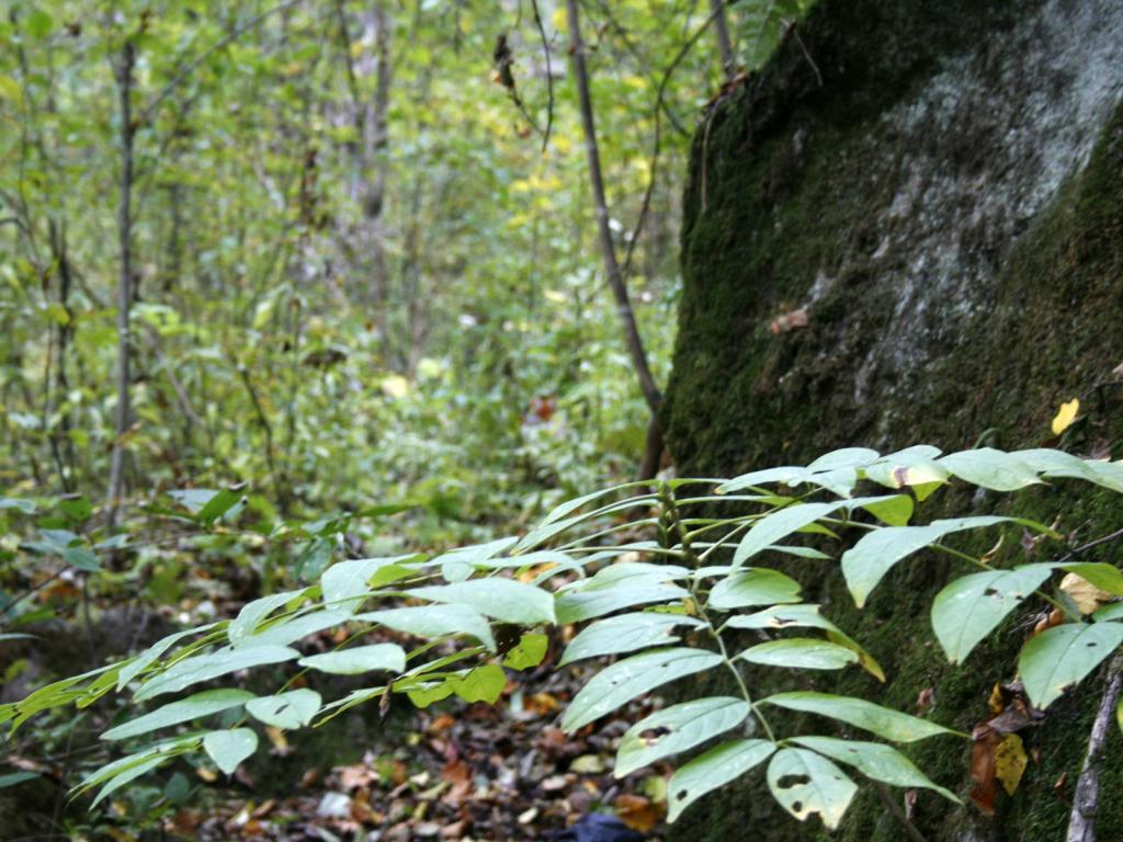 森林中的华南虎