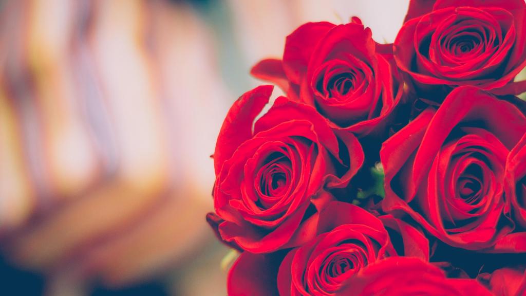 芬芳娇艳的红玫瑰