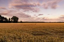 秋季金色的麦田风景