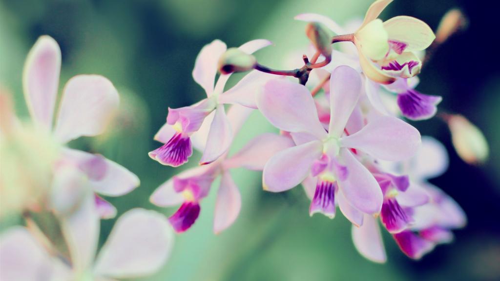 小清新唯美花朵图片