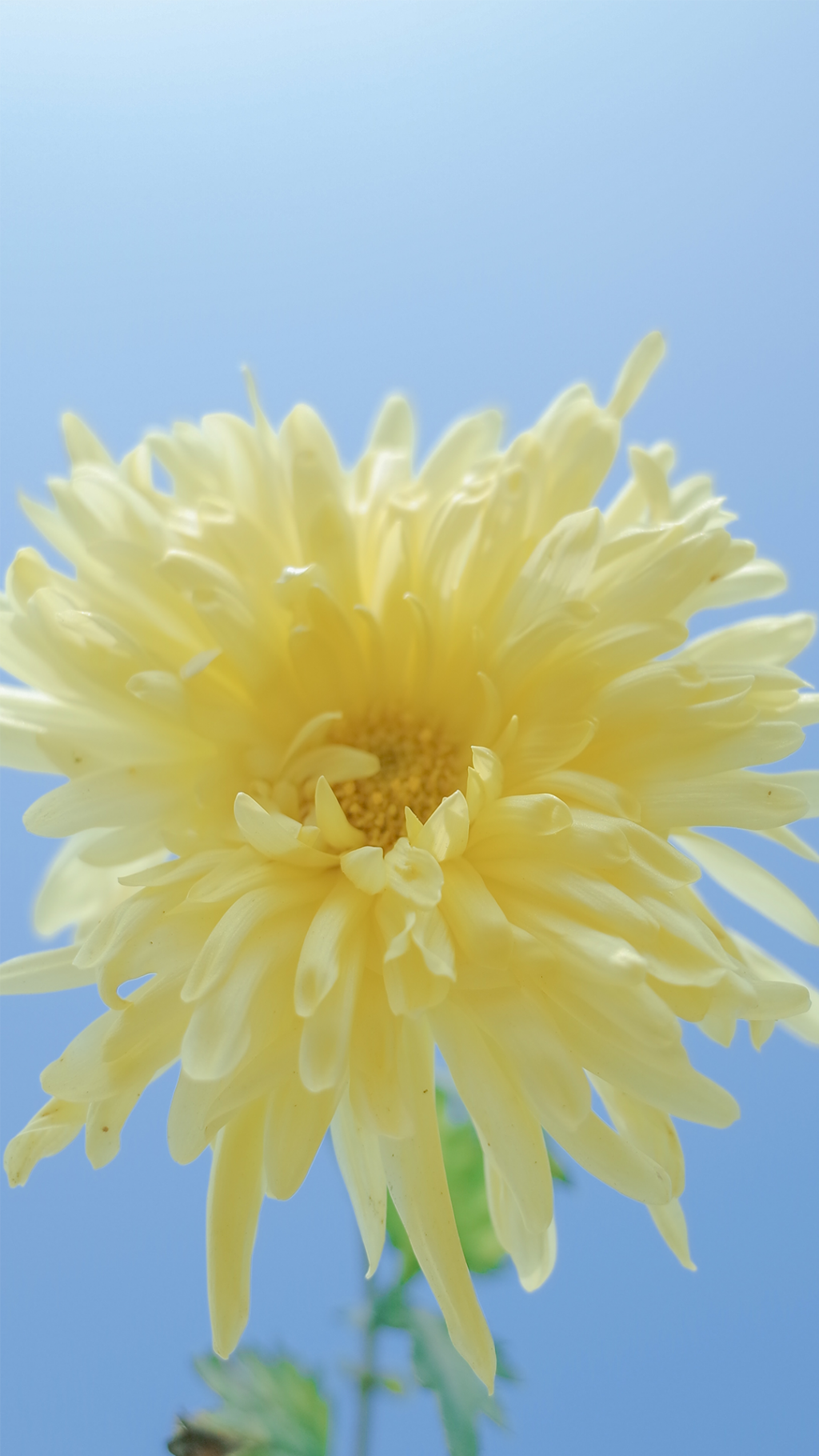 自然清新黄花摄影