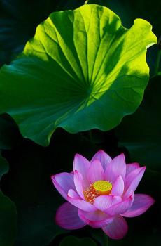 走进一个唯美的荷花意境