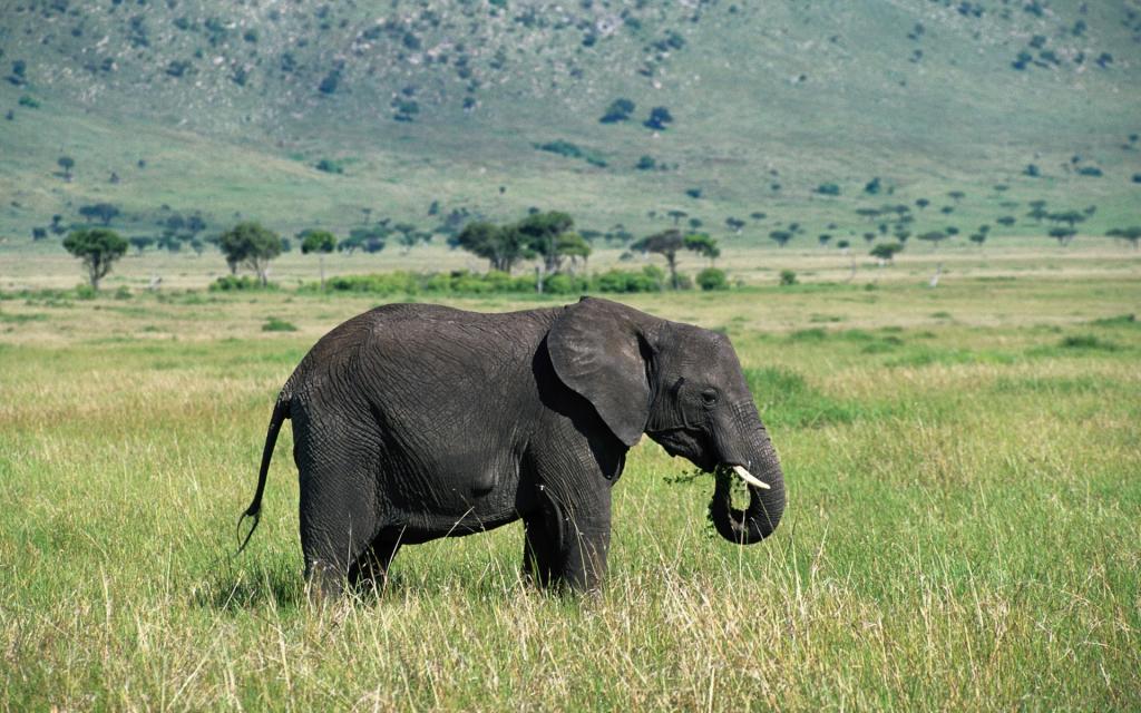 宽屏野生动物图片