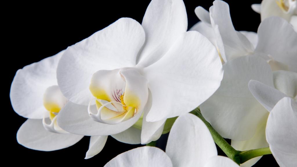 白色蝴蝶兰