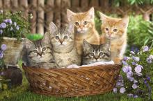 宽屏美国短毛猫写真