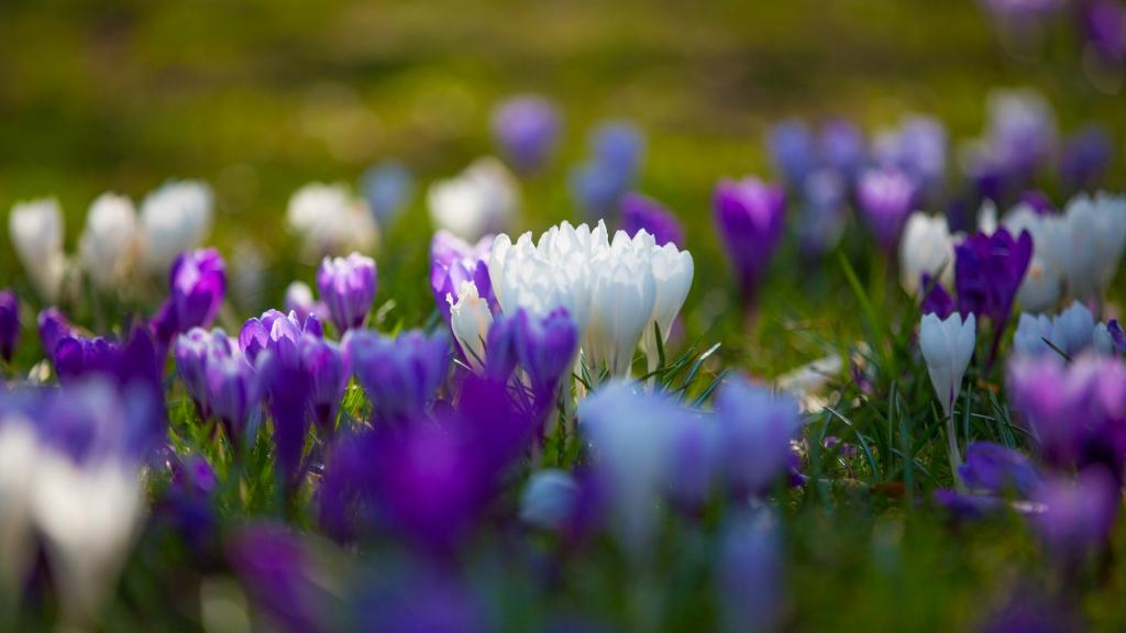 姹紫嫣红的藏红花