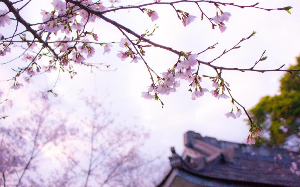 樱花渲染了整个春天