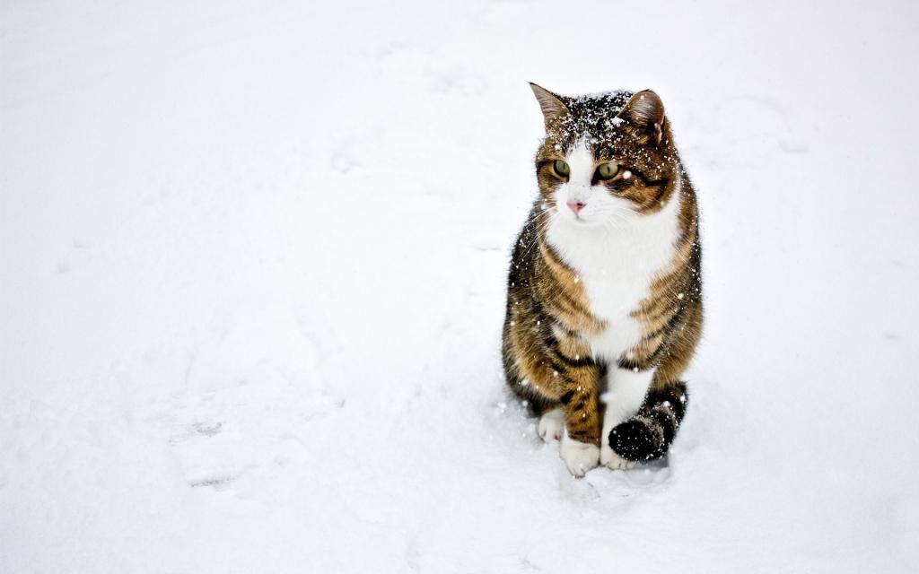雪地里玩耍的猫咪