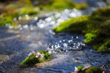 西藏林芝桃花风景
