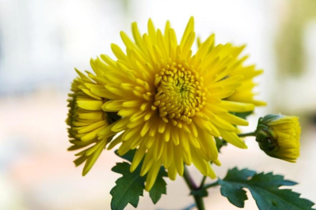 九九重阳节登高赏菊