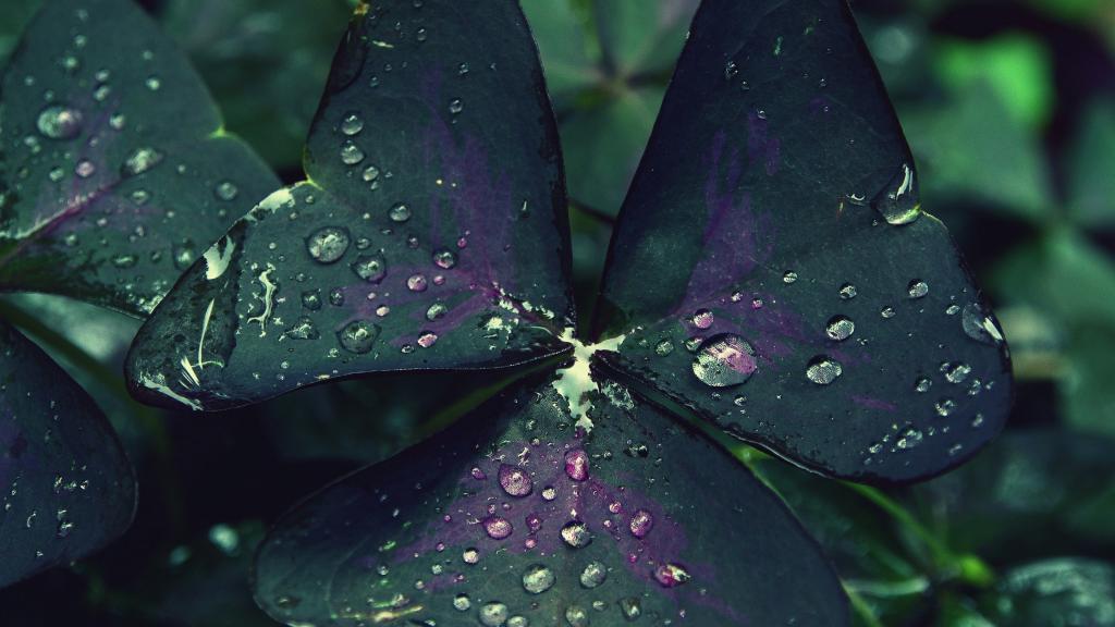 绿色植物露水水珠