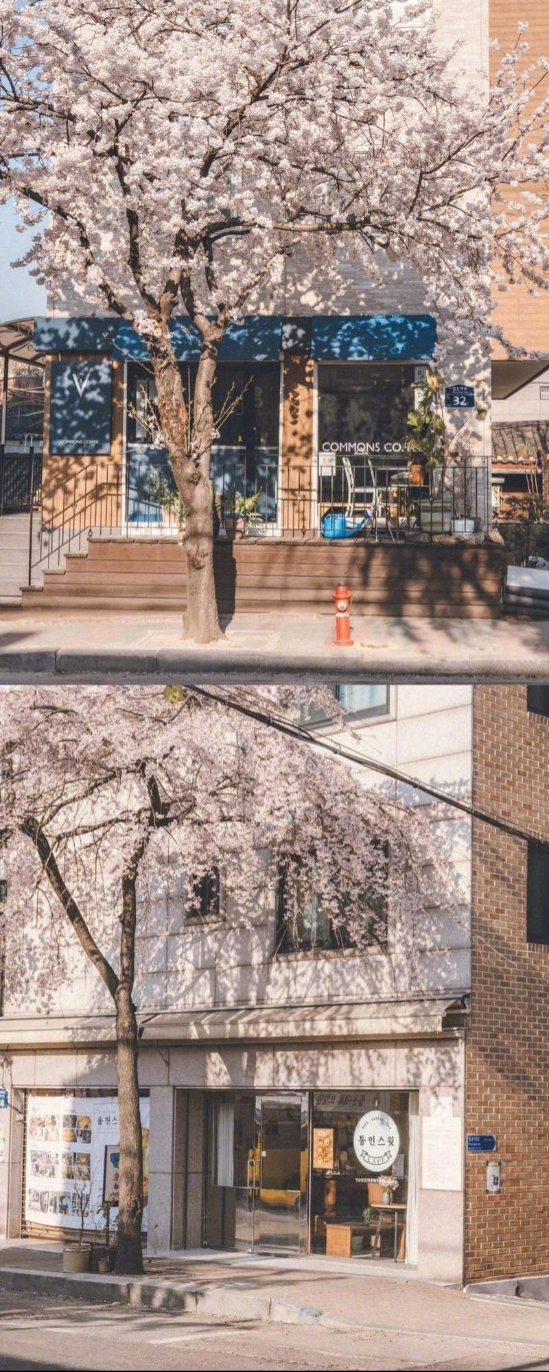 樱花时节小镇日系唯美文艺小清新摄影