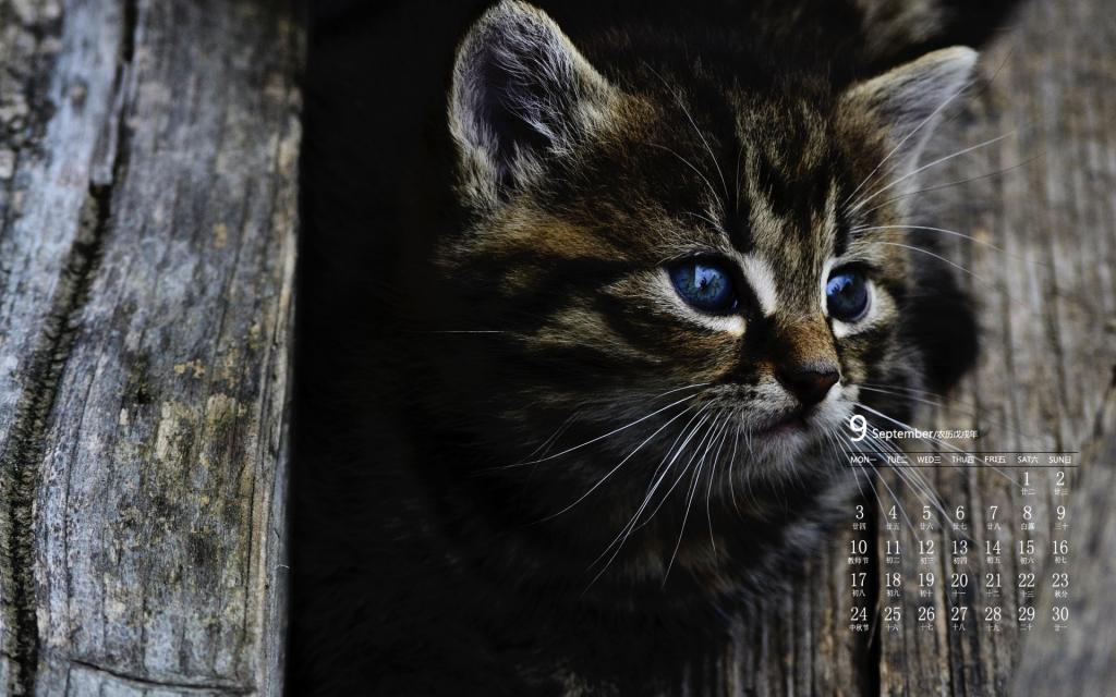 2018年9月可爱猫咪日常卖萌图片日历
