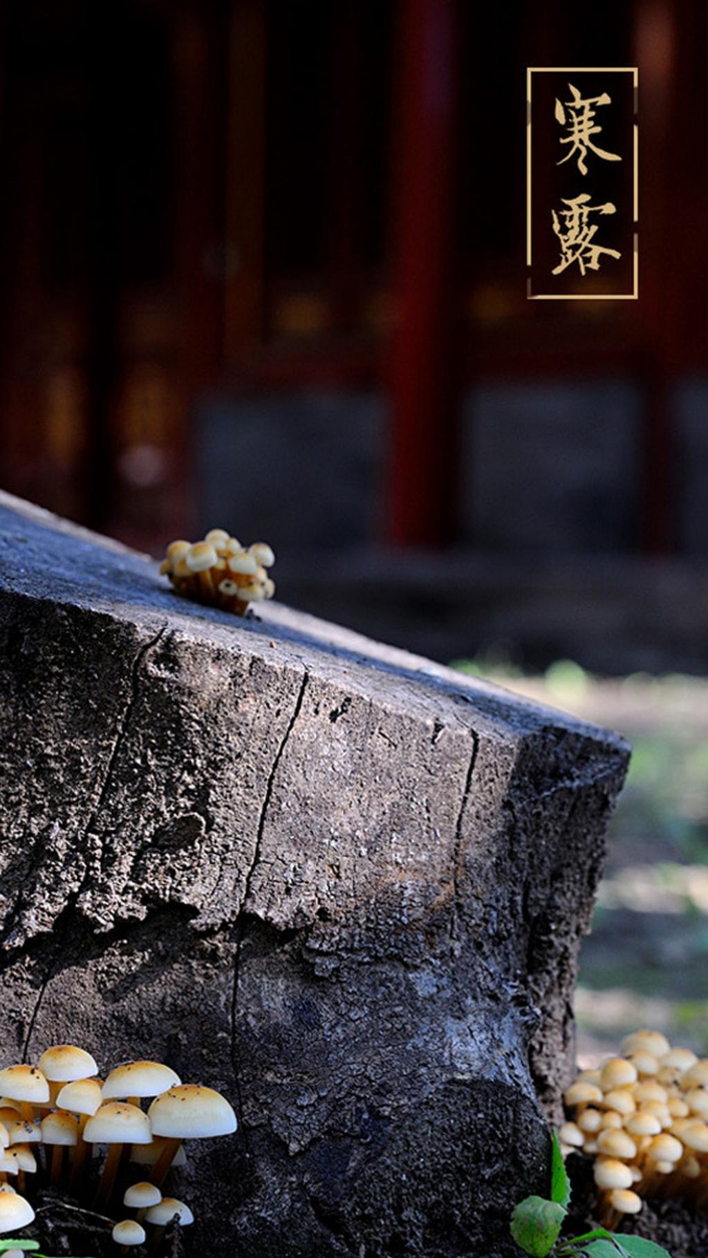 小清新唯美背景寒露节气