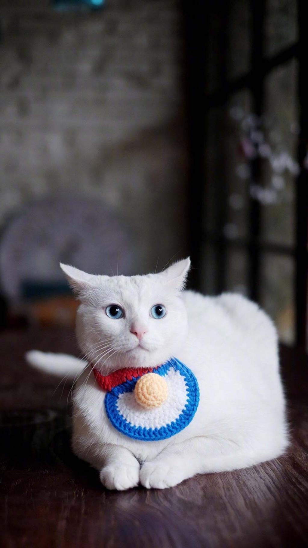 可爱萌宠喵星人