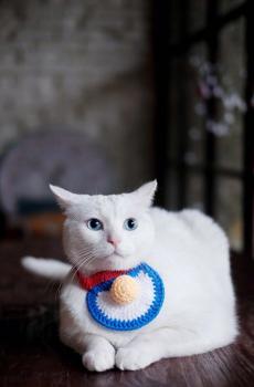 可爱萌宠喵星人-2