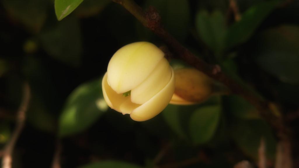 令人如痴如醉的含笑花