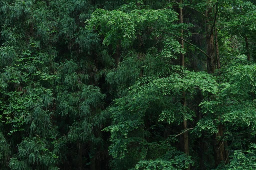 林深时见鹿,梦醒时见你