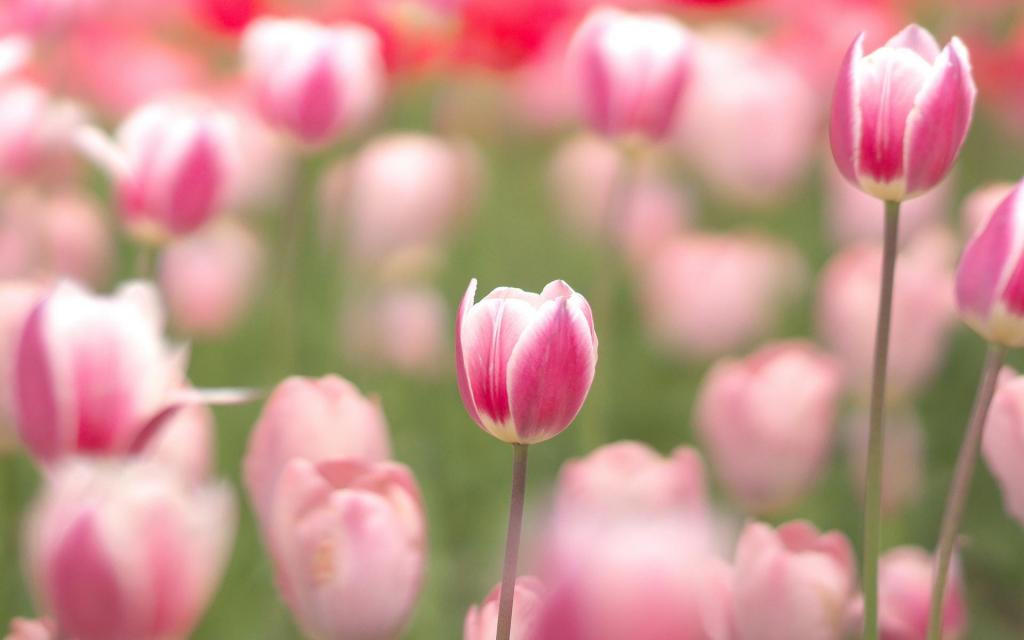 美艳又迷人的粉色郁金香唯美写真