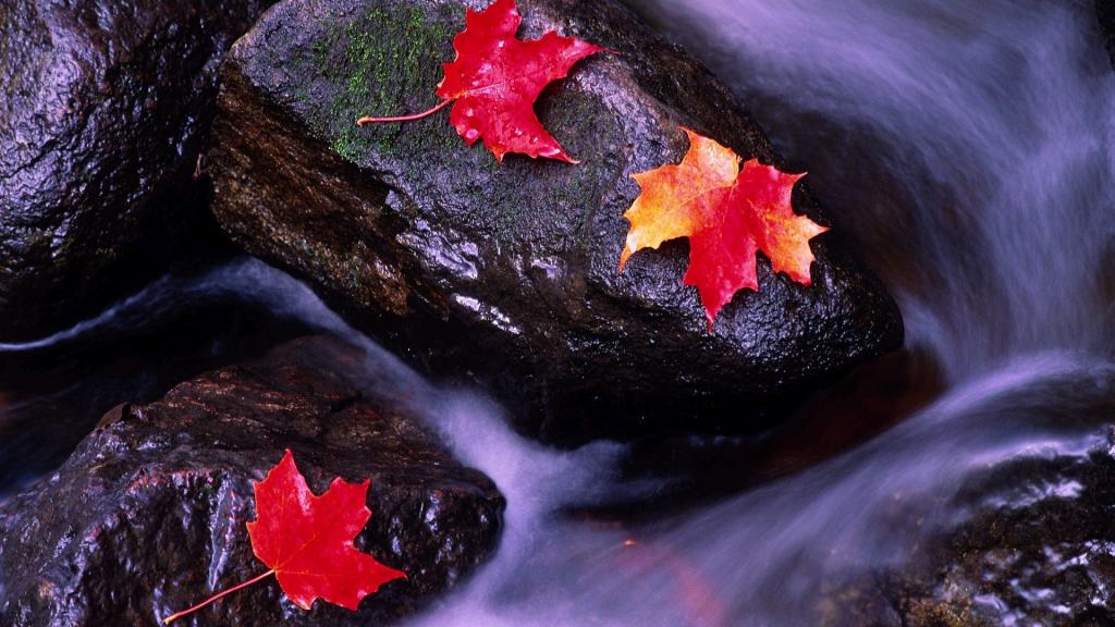 秋天的童话-秋天美丽物语